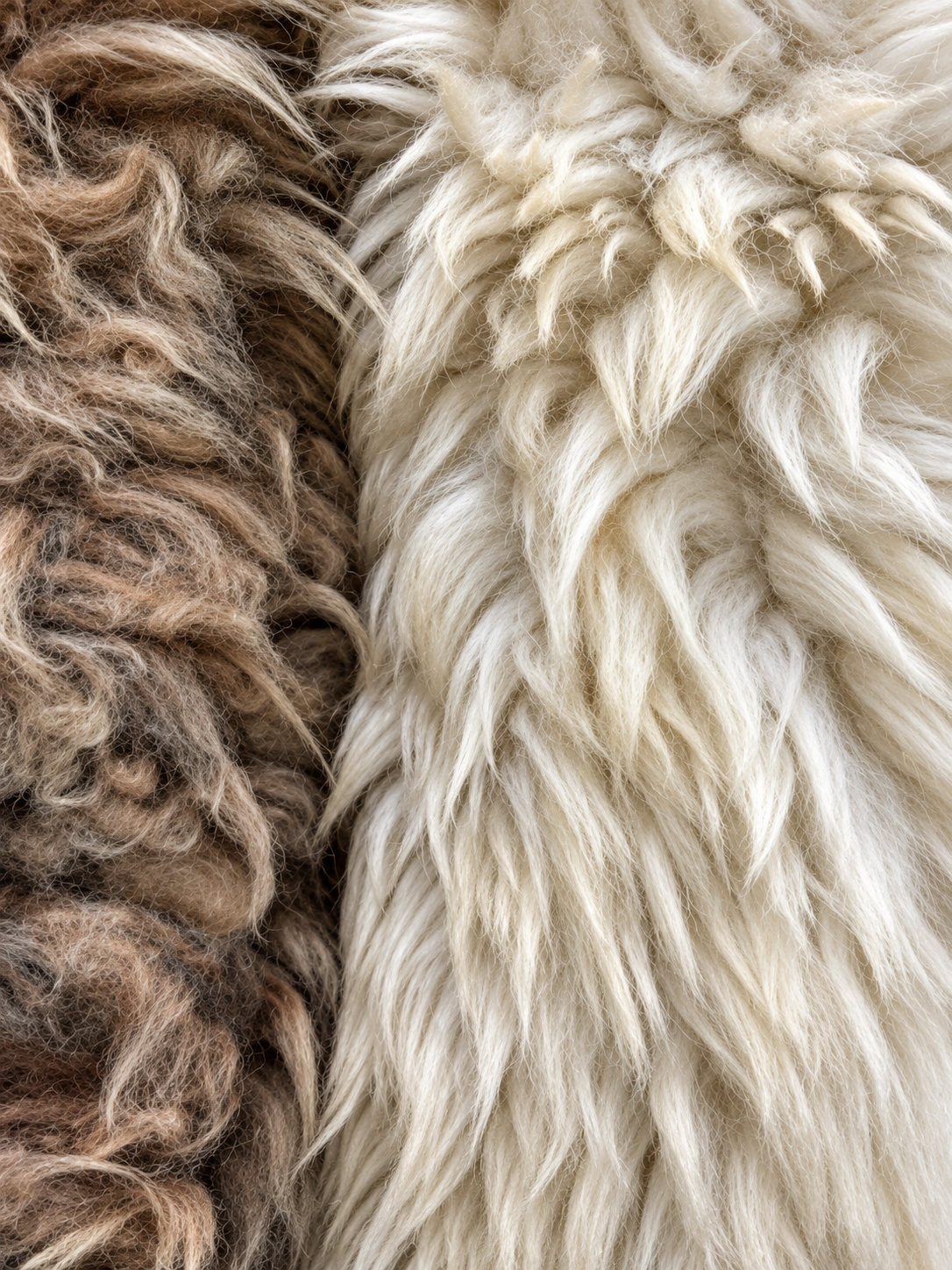 Sheep hair-on material study